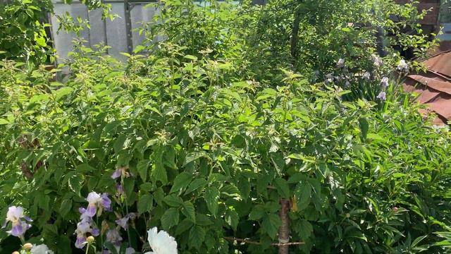 Прививки садовых деревьев. Собственный опыт. смотреть онлайн