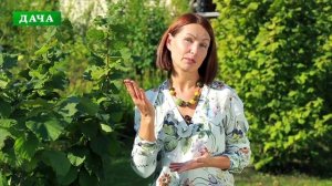 ФУНДУК (лещина) - вся информация   про посадку, уход и размножение