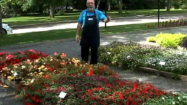 Les plantes annuelles pour un milieu ombragé смотреть онлайн