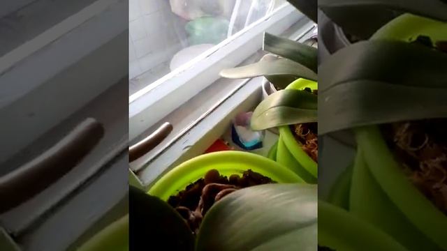 Орхидеи. Фаленопсис растущие на восточном окне и новички. смотреть онлайн