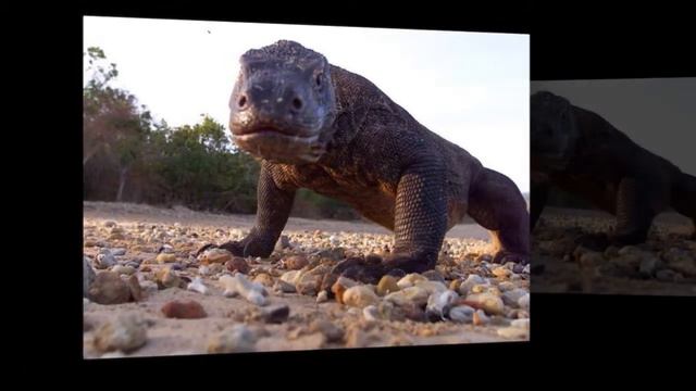 giant lizards of Komodo смотреть онлайн