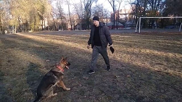 Как тренировать выдержку | немецкая овчарка | выдержка | как дрессировать собак смотреть онлайн