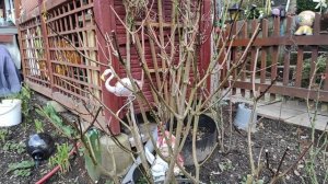 Как отличить метельчатую, древовидную и крупнолистную гортензии!Правила обрезки! часть 1