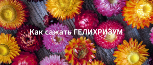 Как сажать гелихризум. Выращиваем гелихризум из семян.