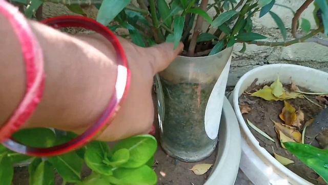 Blossom Ruellia Purple