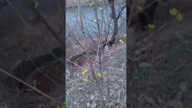 Посмотрите как цветёт Кизил! смотреть онлайн