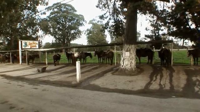 Птицекалипсис: шок и трепет