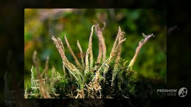 Cladonia acuminata - fungi kingdom смотреть онлайн