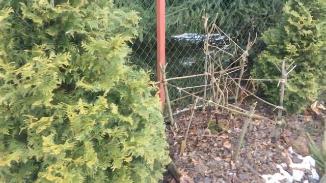 Итоги зимовки рододендронов. Зачем я укрываю рододендрон в марте. Дача в марте. смотреть онлайн