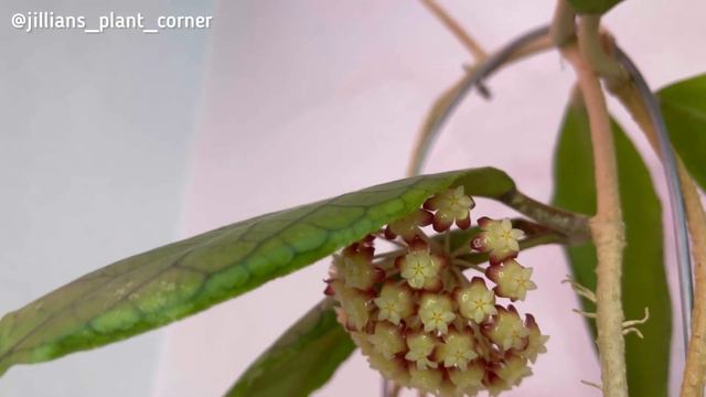 Hoyas In Bloom: Hoya Ranauensis