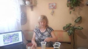 Глициния - лиана, выращивание из семян.