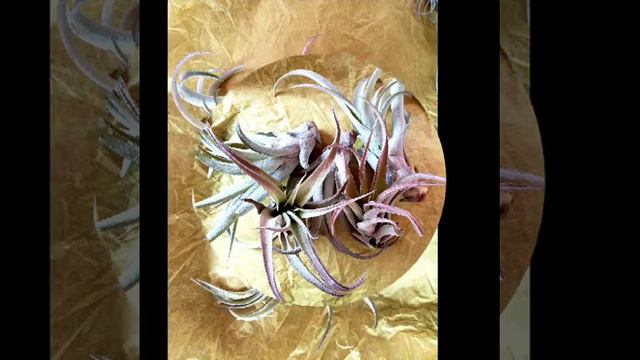 Capitata Peach Tillandsia In Blush смотреть онлайн