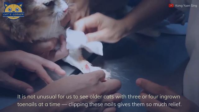 How To Treat Ingrown Claws In Your Cat's Paw смотреть онлайн