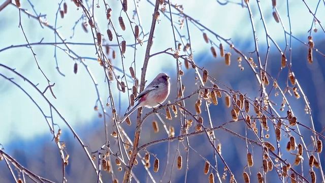 Урагус | Long-tailed Rosefinch | Uragus sibiricus смотреть онлайн