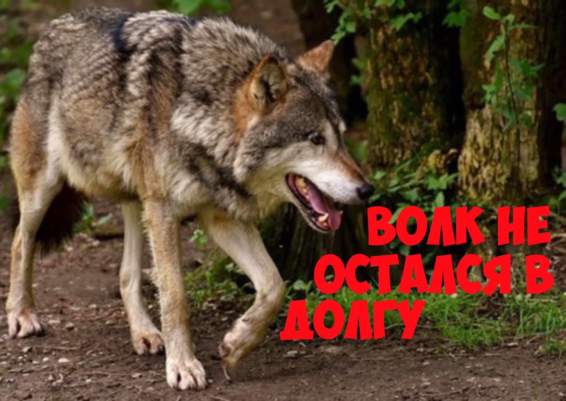 Интересная история. Волк не забыл о помощи человека. смотреть онлайн