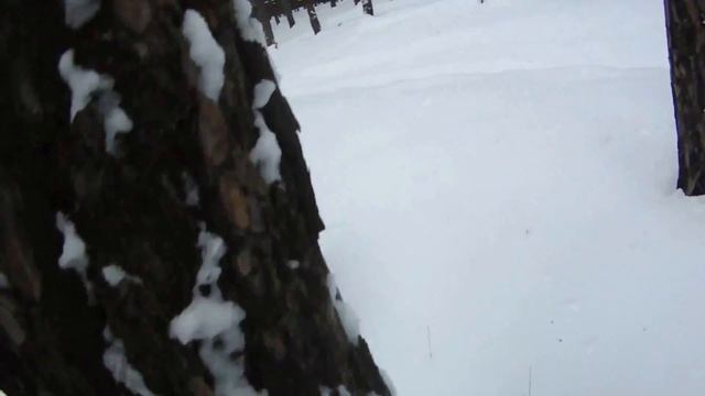 Январские покатушки на сибирских хаски 2018 смотреть онлайн