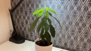 Удобрение для авокадо!