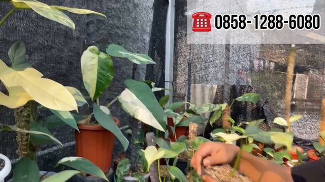 BIG PROMO DAN GIVEAWAY CARAMEL VAR 📢 SUPER LENGKAP MONSTERA ,PHILODENDRON, ANTHURIUM DAN SCINDAPSUS смотреть онлайн