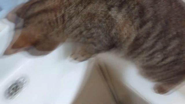 Боится ли кошка ЖЕНЯ воды? смотреть онлайн