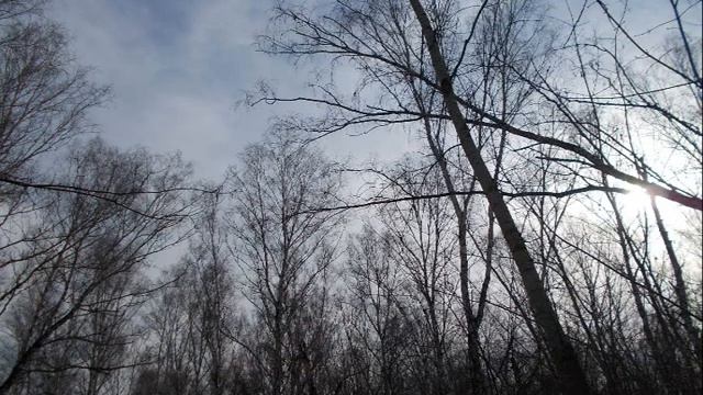 Слайд-шоу. Ранняя весна, Бугринская роща. смотреть онлайн