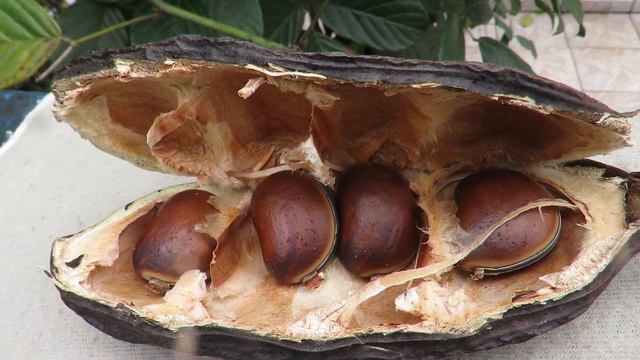 Olho de Boi - por Tania Gitana смотреть онлайн