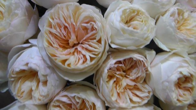 David Austin Garden Rose "Juliet" - Peach Garden Roses смотреть онлайн