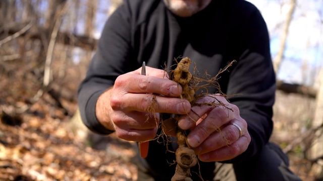 Solomon Seal (Polygonatum spp.): Propagating Solomon's Seal with Robin Suggs of ASD смотреть онлайн