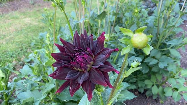 a tour of the high summer flower farm смотреть онлайн