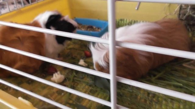 КЛУБНИКА И ДРУГИЕ НОВЫЕ БЛЮДА ДЛЯ МОРСКИХ СВИНОК