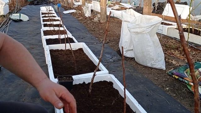 Малина Пшехиба: размножение смотреть онлайн