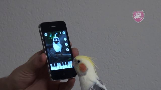 Angry Birds? No, funny bird love talking larry on Iphone смотреть онлайн