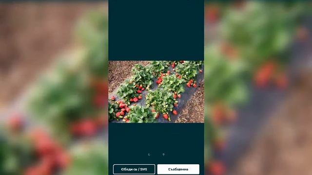 ПРОМОЦИЯ расат ягоди и малини елитен ЦЕЛОГОДИШНИ сортове смотреть онлайн