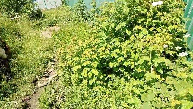 Рыжий голубь, колодец под канализацию и другое ... смотреть онлайн