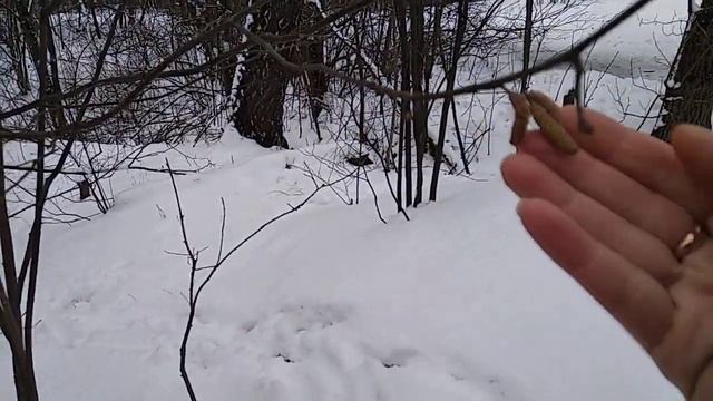 Лещина начинает цвести в феврале!)) смотреть онлайн