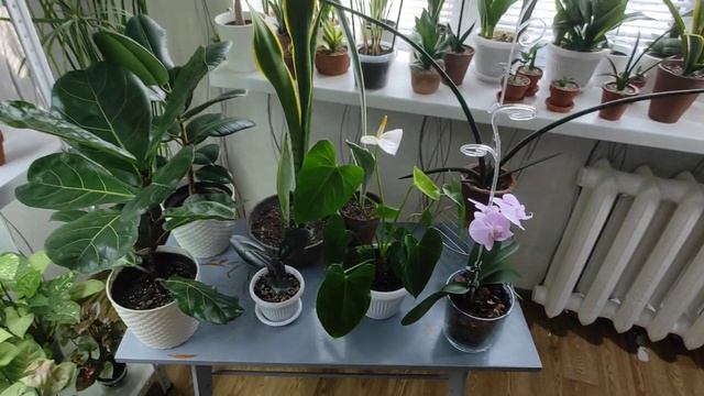 Комнатные цветы - Сансевиерии ломают горшки! | Март 2021 смотреть онлайн