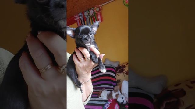 #цена в видео ‼️ Багратион черный мальчик чихуахуа ПРОДАЖА питомник Кастропуло Крым +79787458062 смотреть онлайн