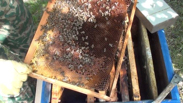 Отводок на маточник. Как подсадить маточник в отводок. Как сделать отводок пчел смотреть онлайн