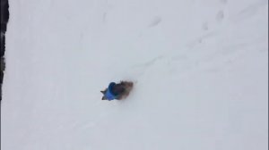 Йоркширский терьер на охоте