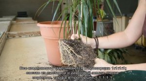 Грунт для Драцены — какой нужен и как выбрать