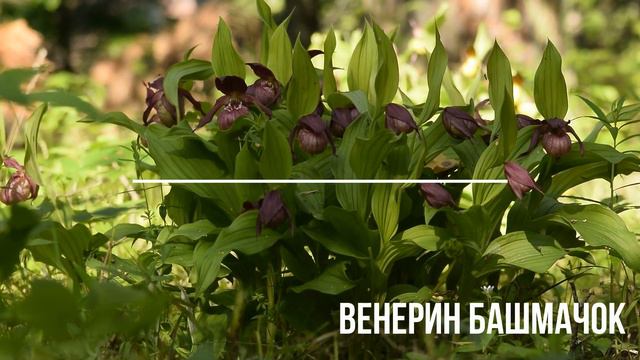 Башмачки смотреть онлайн