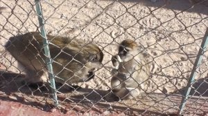Голодные обезьяны в заброшенном отеле Жасмин. Дикий пляж. Хургада Египет 2020