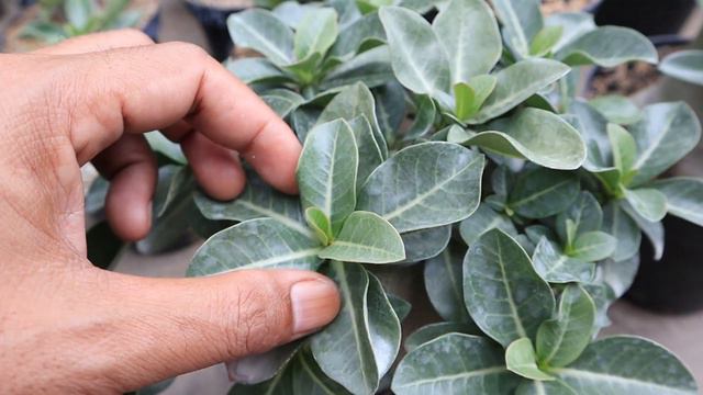 6 Mistakes I Have Ever Made in Caring for Adenium Plants. Desert Rose Bonsai смотреть онлайн