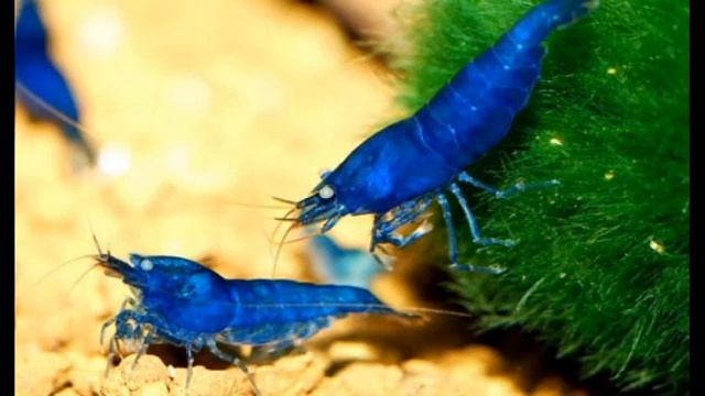 Пресноводные ракообразные(Раки,крабы,креветки)-Уникальные формы жизни смотреть онлайн