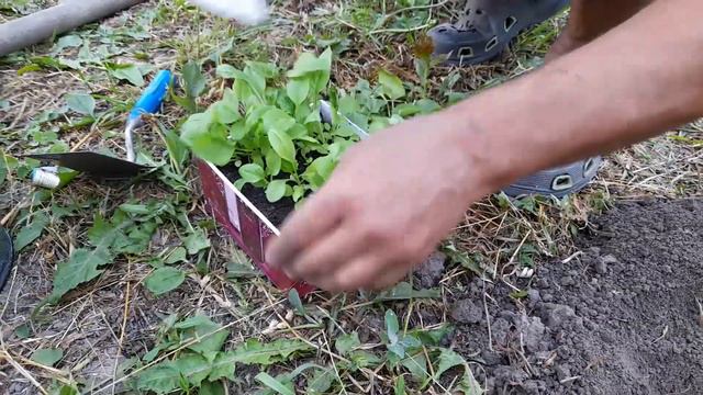 Висаджуємо розсаду айстр у квітник букетним способом. смотреть онлайн