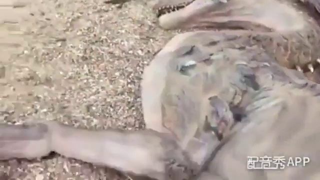 Нашел дракона в Казахстане смотреть онлайн