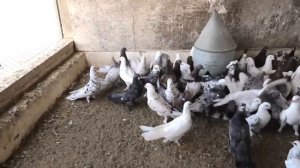 Бакинские широкохвостые голуби Гейдара Бабаева в Баку