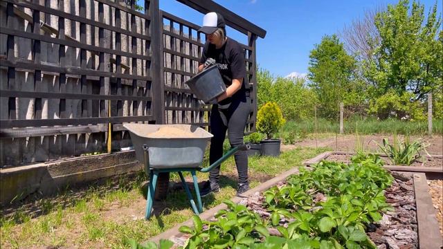 Правильна посадка рододендрона. Без чого не можна обійтись при посадці рододендронів. смотреть онлайн