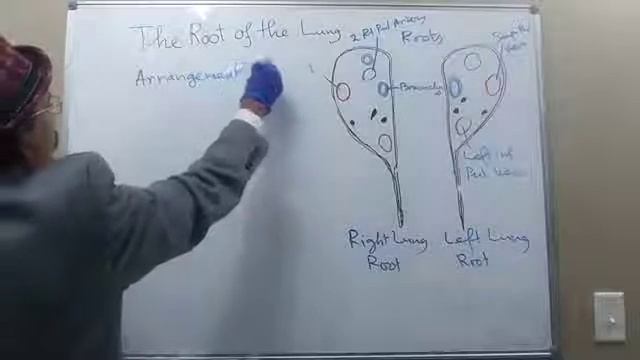 HILUM AND ROOT OF THE LUNG смотреть онлайн