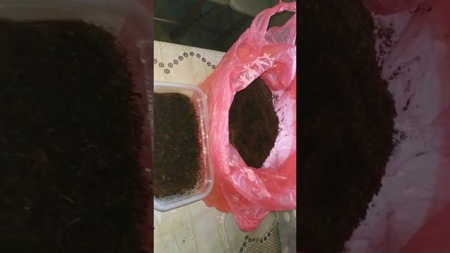 Инкубация кладок улиточек в кокосе.