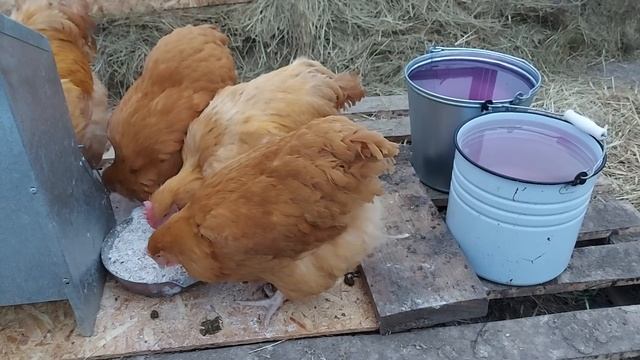 ЧЕМ НЕЛЬЗЯ КОРМИТЬ КУР смотреть онлайн